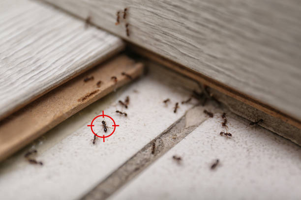 Best Insect Control  in Copperas Cove, TX