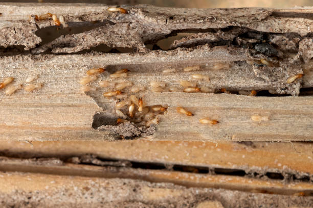 Best Affordable Pest Control Services  in Copperas Cove, TX