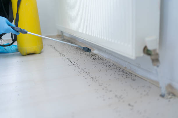 Best Flea Control Services  in Copperas Cove, TX