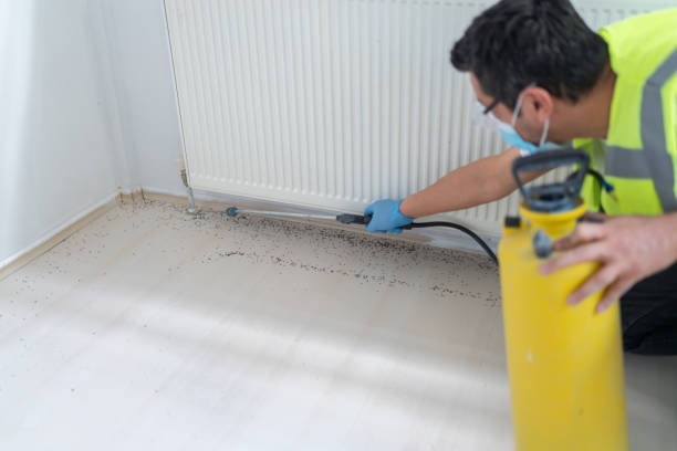Wasp Removal Services in Copperas Cove, TX