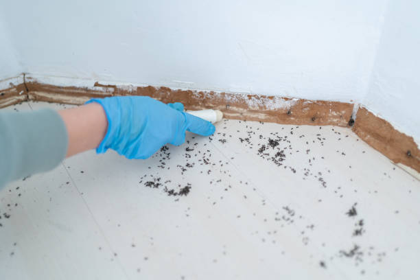 Best Best Pest Control Companies  in Copperas Cove, TX